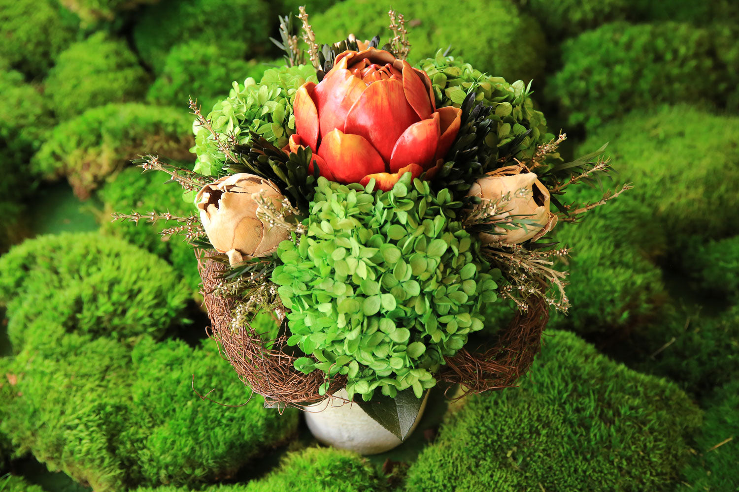 Trees & Plants with Plantox