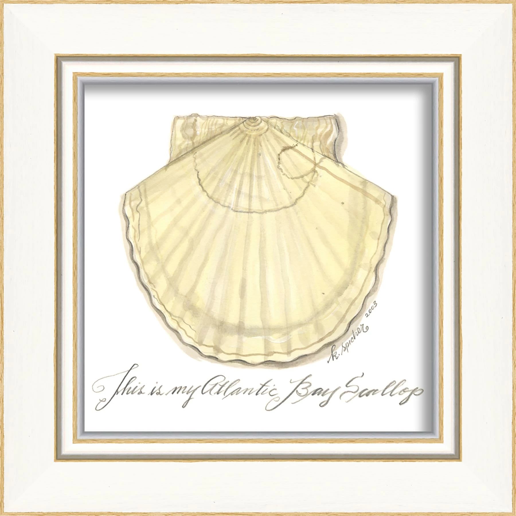 Atlantic Bay Scallop Art by Kolene Spicher | Mindful Coastal Wall Decor