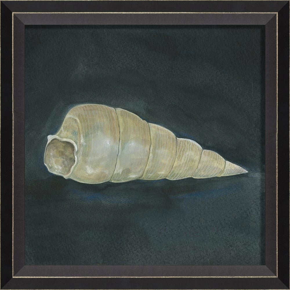 Colección de arte de conchas firmadas