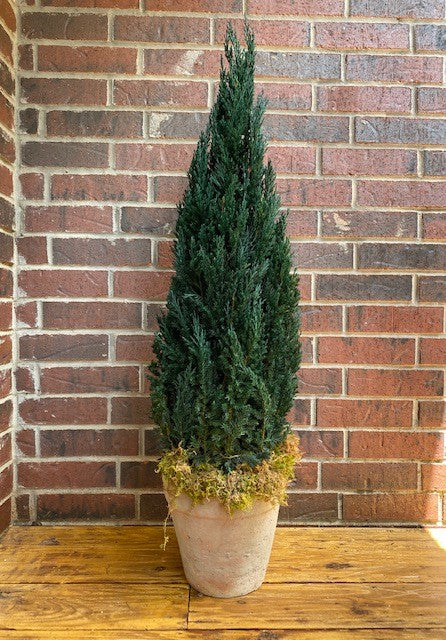 Preserved Juniper Natural Tree 20" - 84"