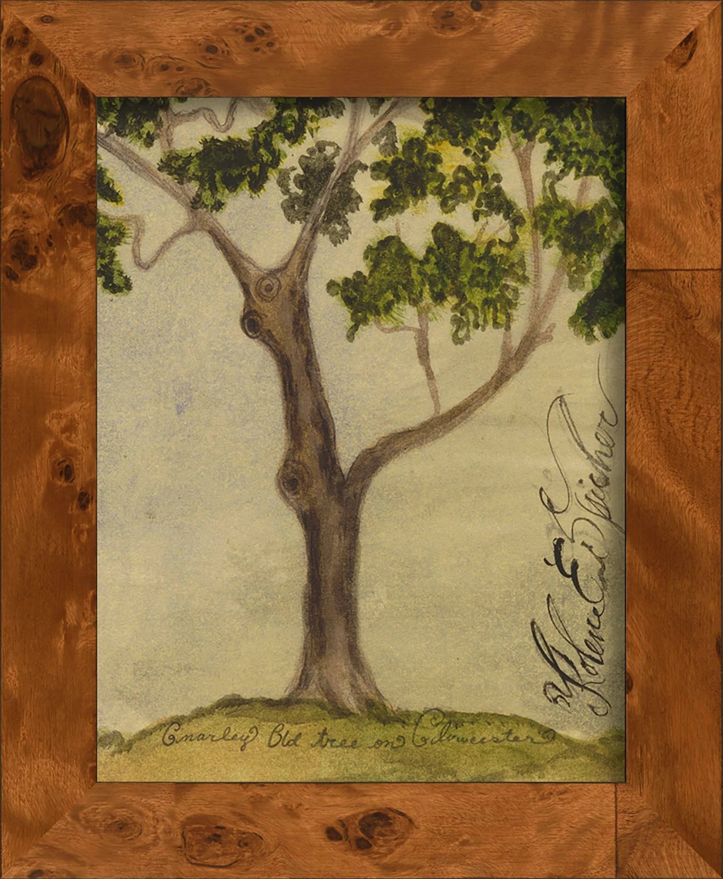 Signed, Tree Species Art Collection