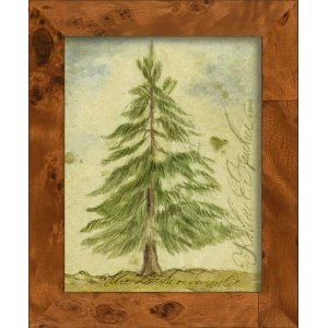 Signed, Tree Species Art Collection