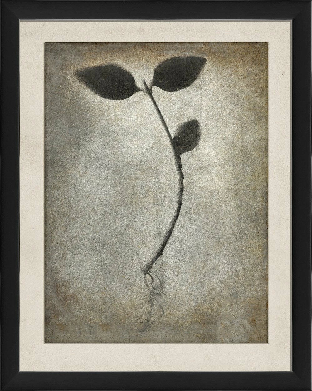 Chiaroscuro Plant Art Series
