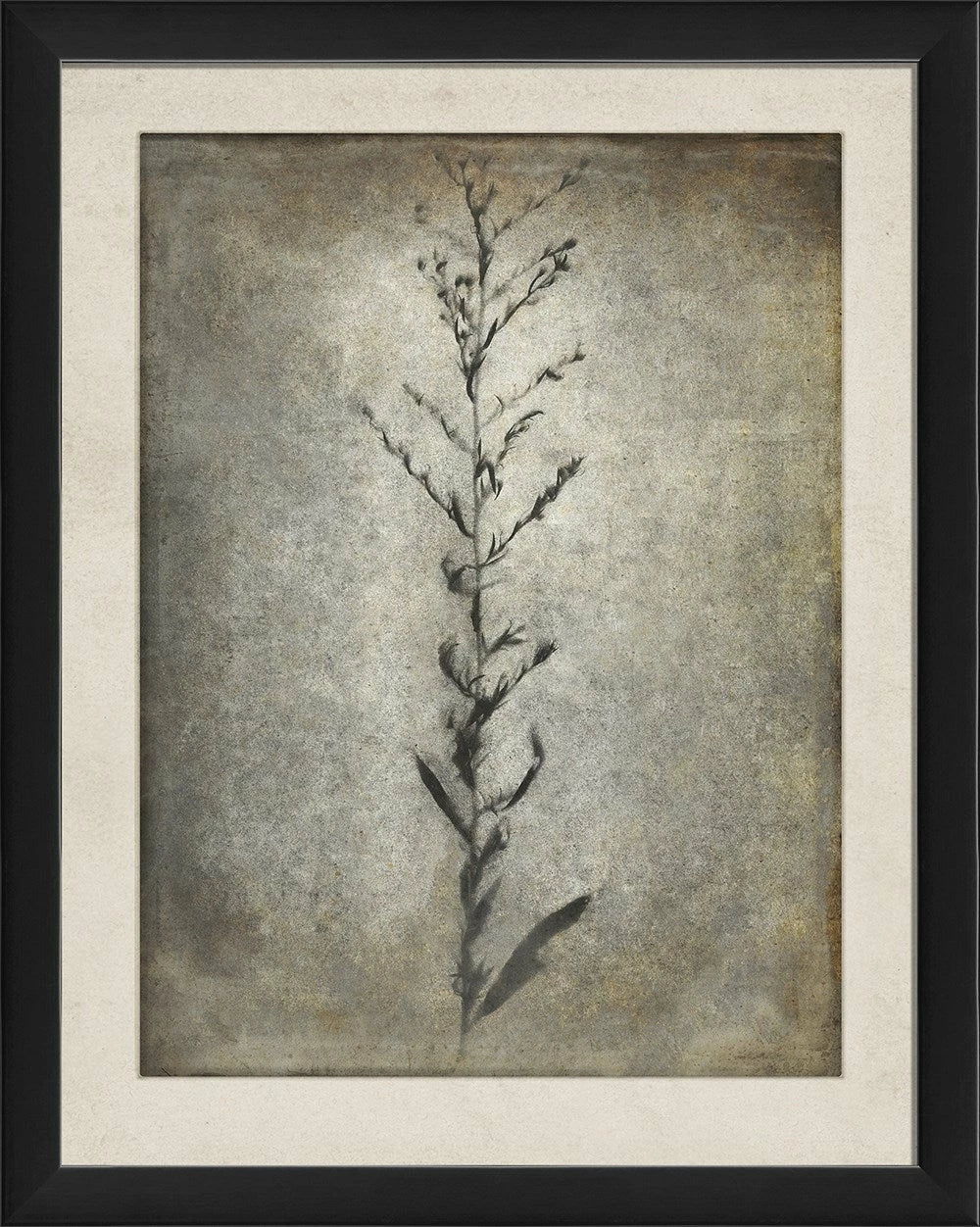 Chiaroscuro Plant Art Series