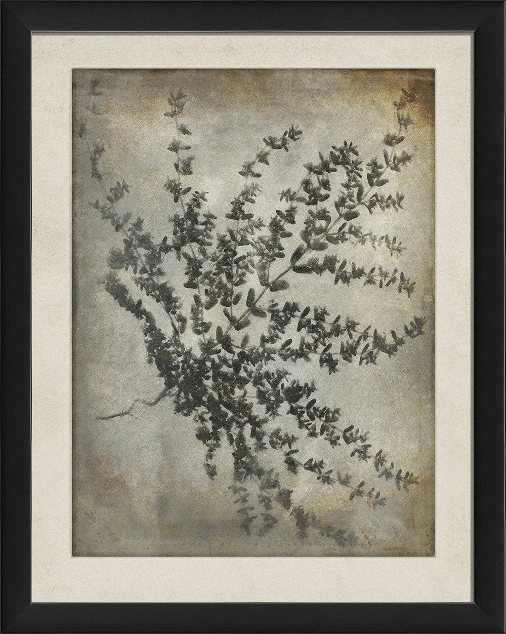 Chiaroscuro Plant Art Series