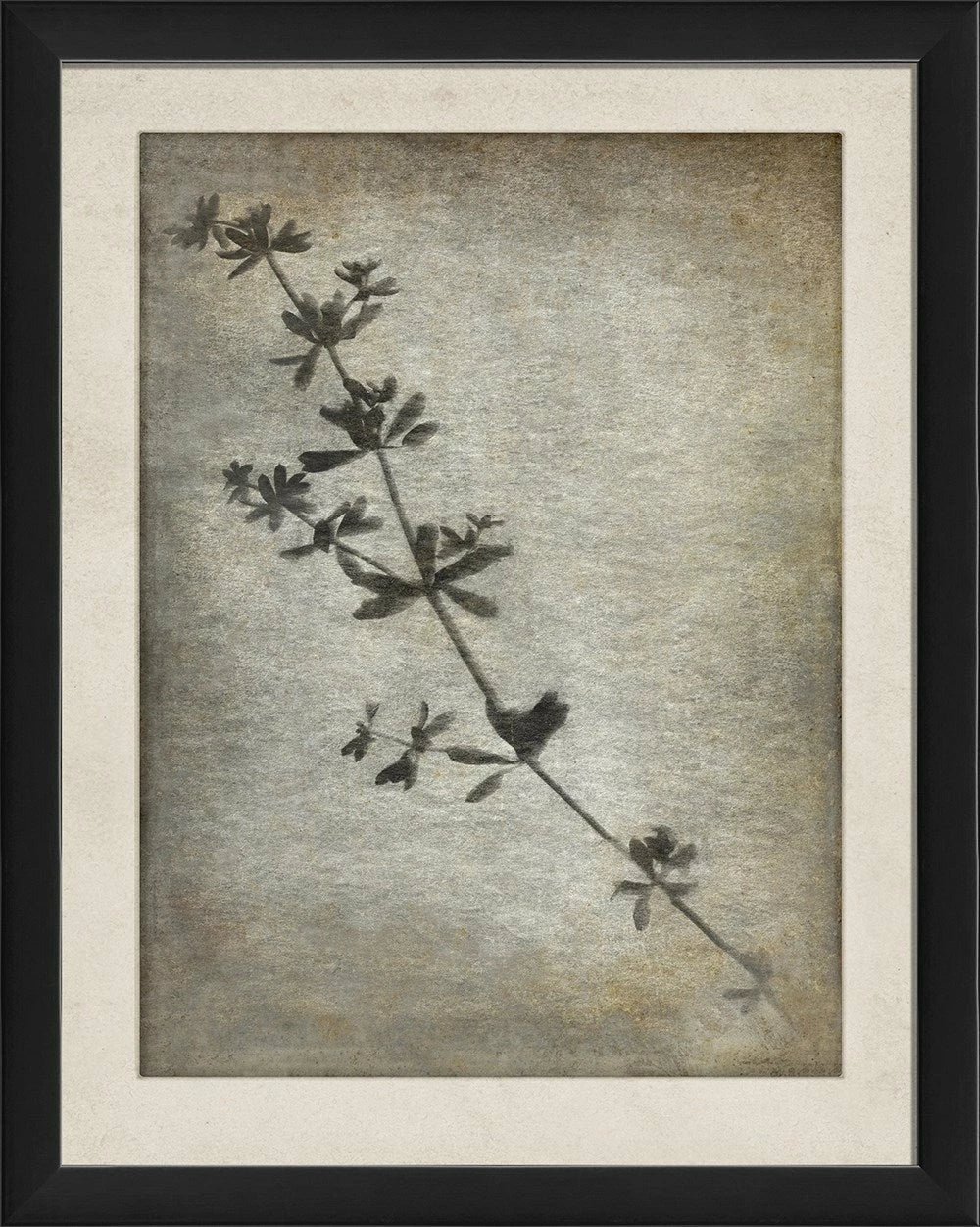 Chiaroscuro Plant Art Series