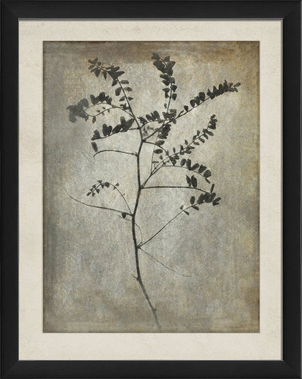 Chiaroscuro Plant Art Series