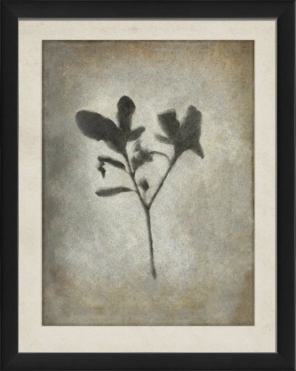 Chiaroscuro Plant Art Series