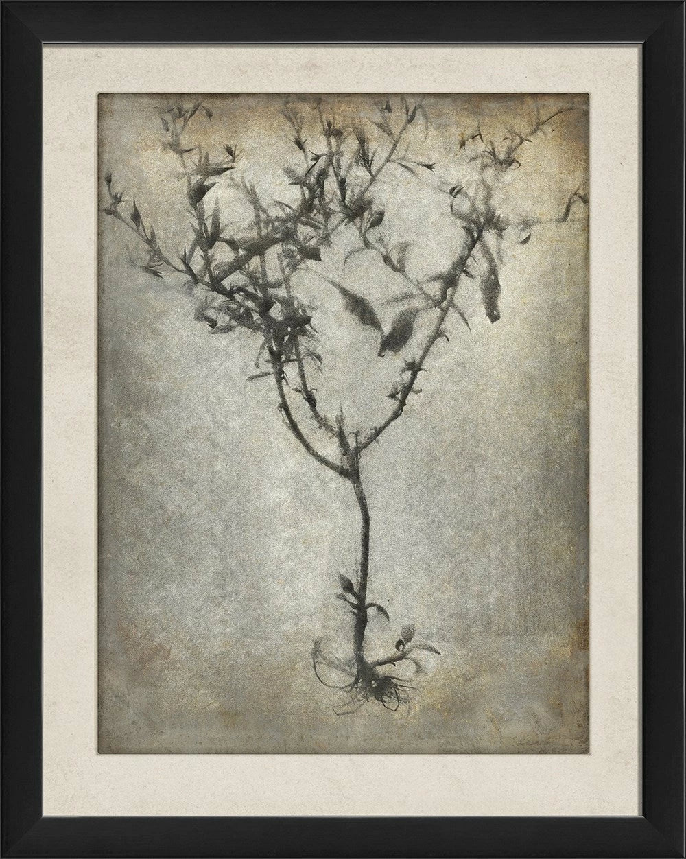 Chiaroscuro Plant Art Series