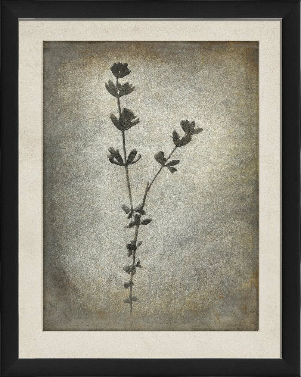 Chiaroscuro Plant Art Series