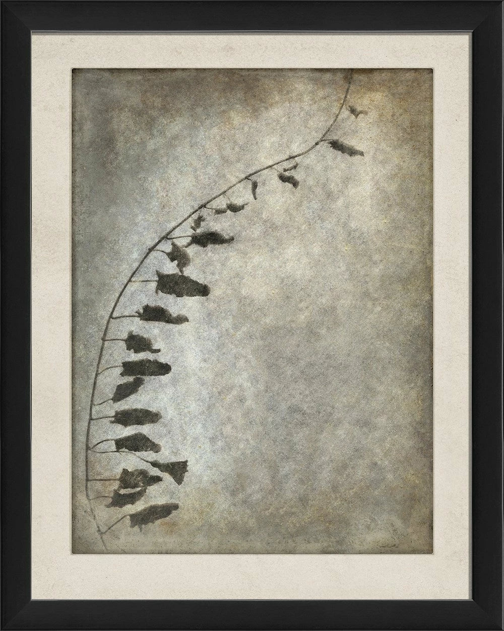 Chiaroscuro Plant Art Series