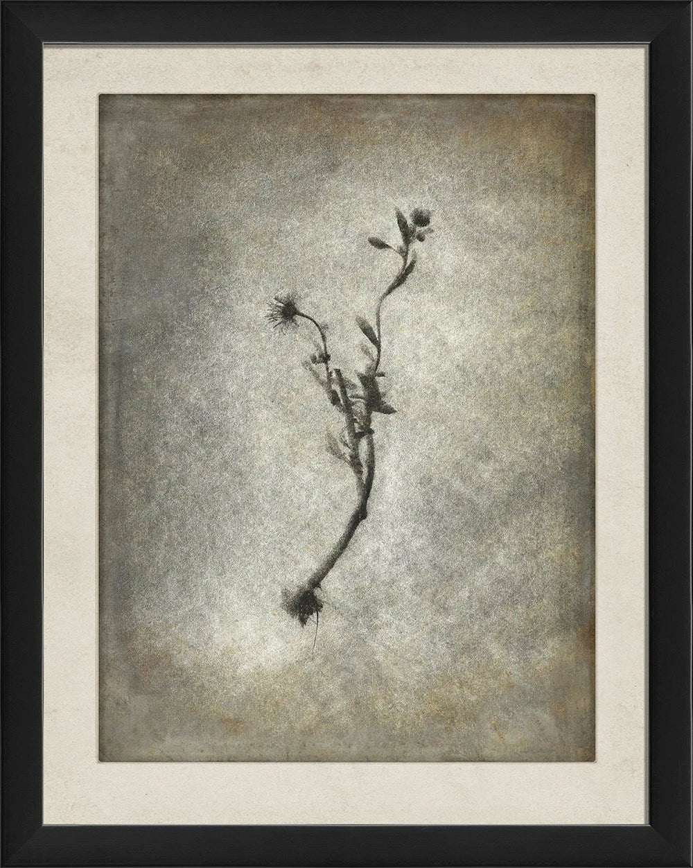 Chiaroscuro Plant Art Series