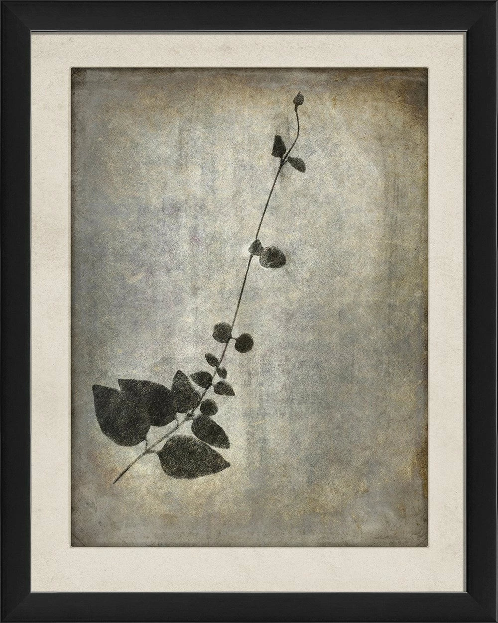 Chiaroscuro Plant Art Series