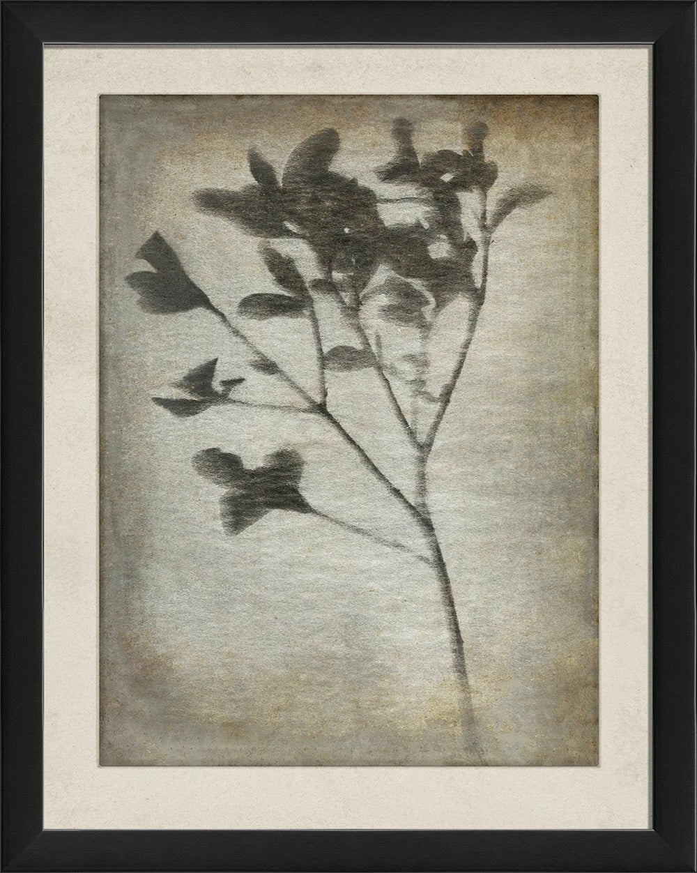Chiaroscuro Plant Art Series