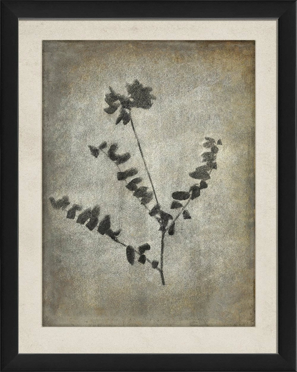 Chiaroscuro Plant Art Series