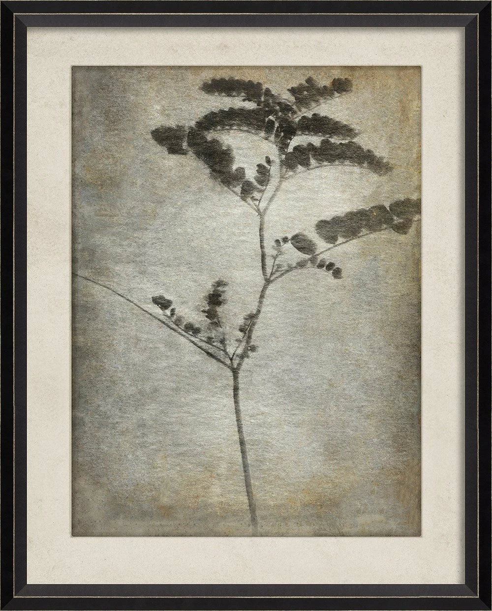 Chiaroscuro Plant Art Series