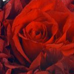 Preserved Birch Floral Topiary Arrangement in Custom Colors