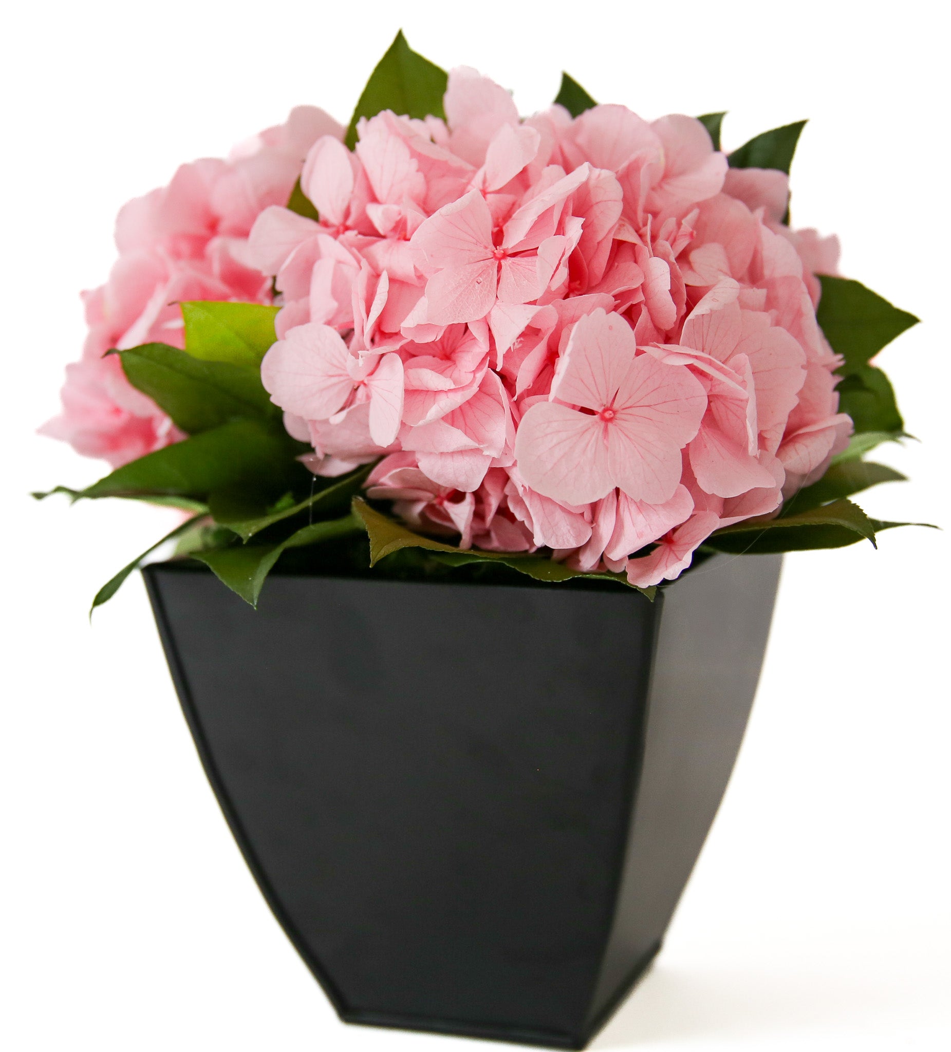 Preserved pink hydrangeas in black ceramic container — biophilic wellness decor, grown and nurtured in the USA from Interior Mojo