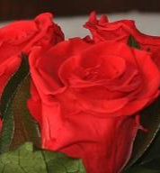 Preserved Birch Floral Topiary Arrangement in Custom Colors