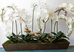 Preserved Seven Bloom Orchid Planter