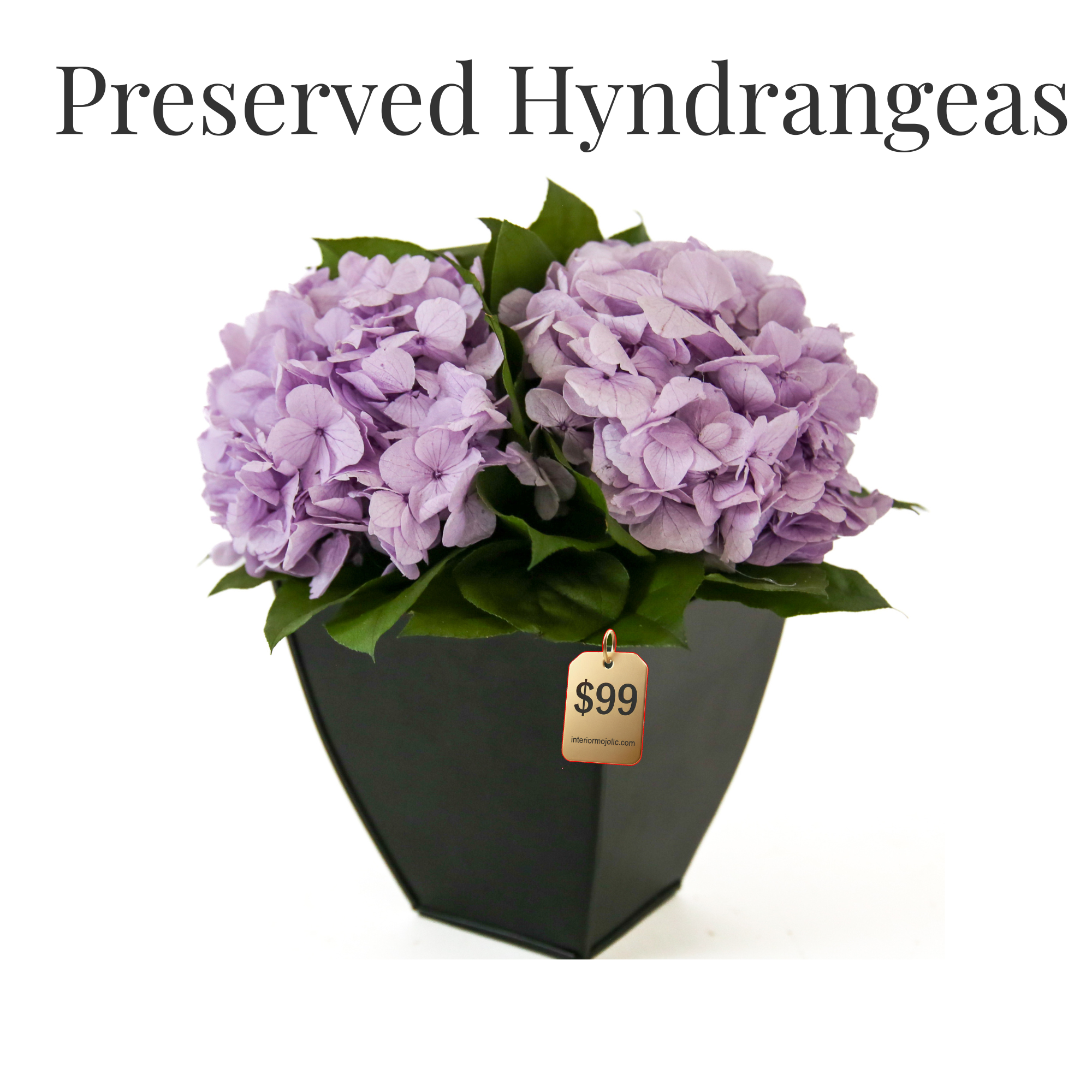 Preserved Hydrangeas in Azar | Black Zinc Planter | Interior Mojo