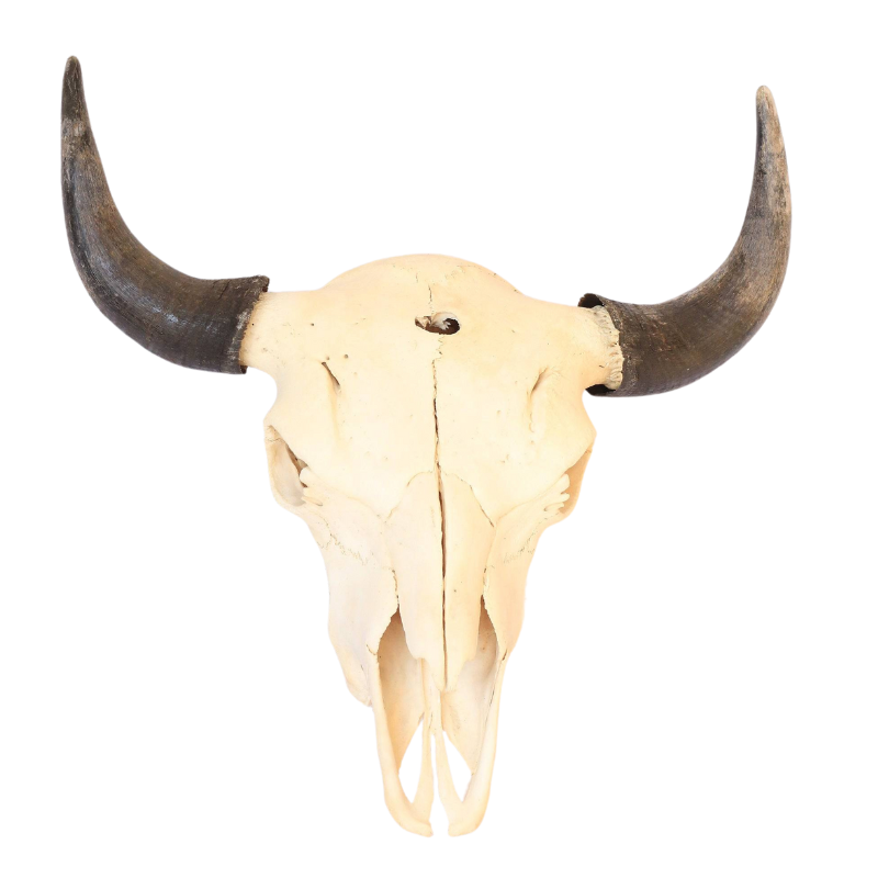 Real Buffalo Bison Skull