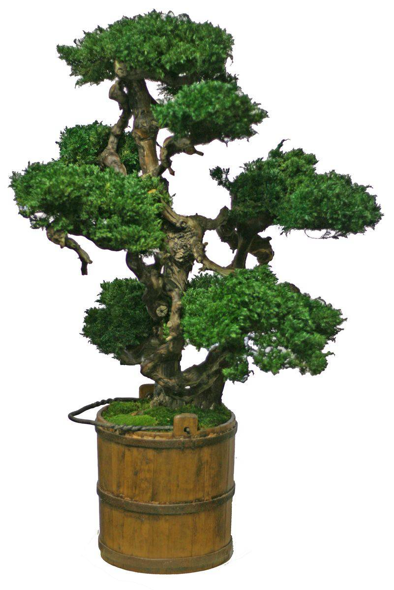 large fake bonsai tree Preserved Vintage Senshi Bonsai Tree 48"