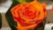 Arreglo floral de abedul preservado