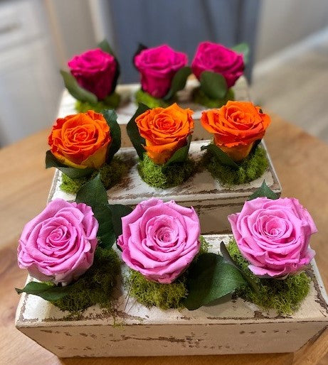 Multi-Colored real, preserved romoldsses in a number of sugar 