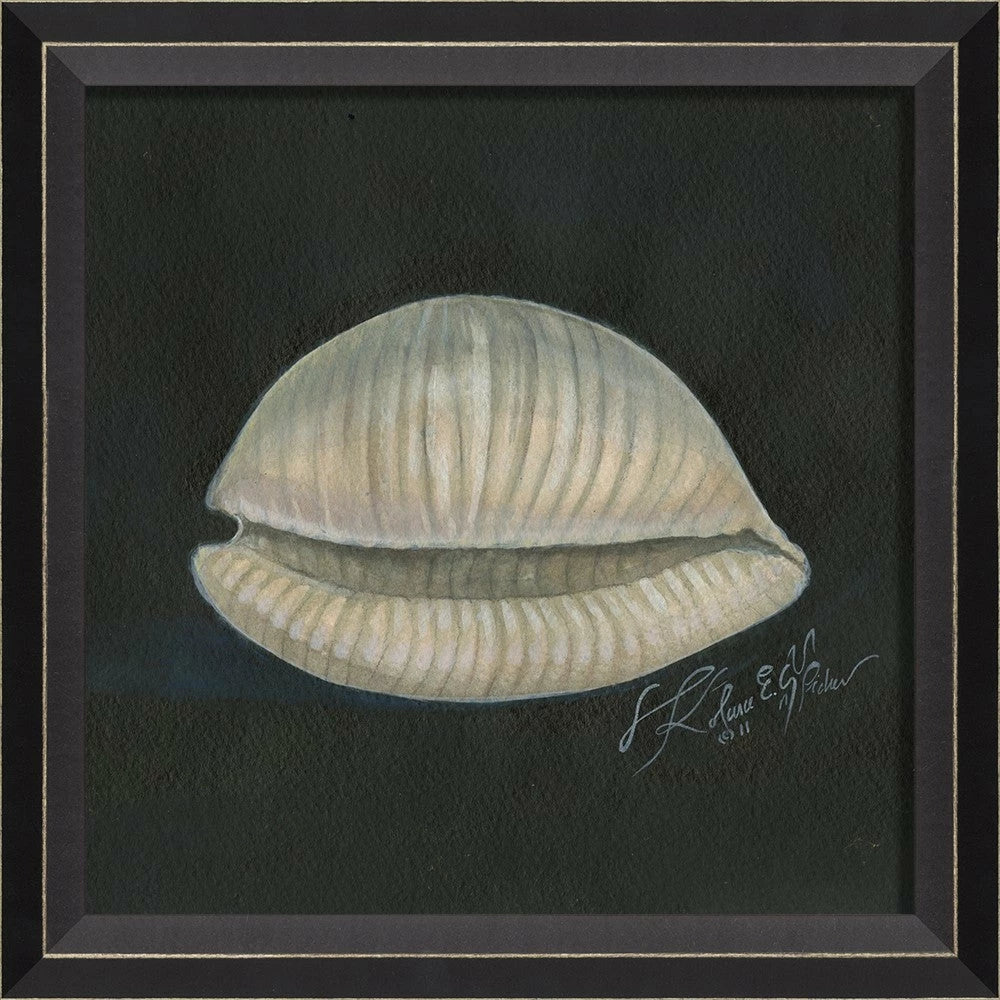 Signed Seashell Art Collelction