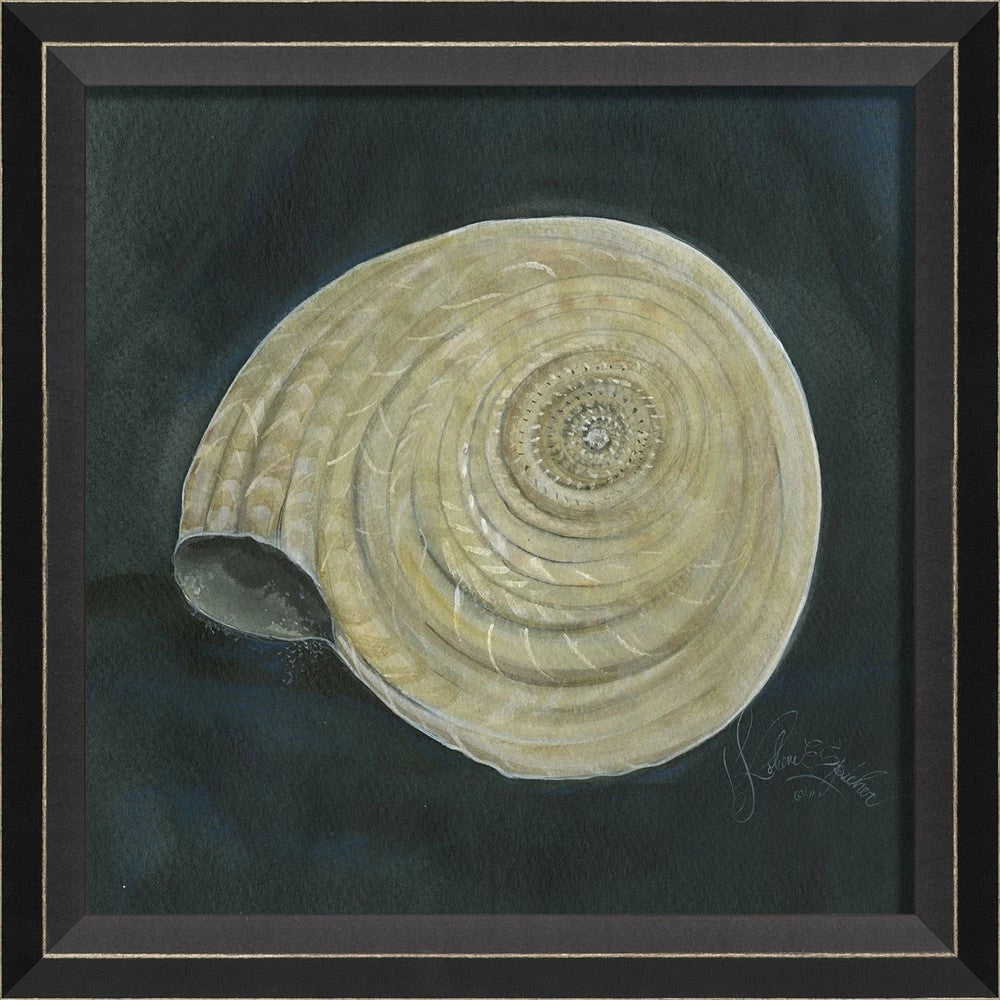 Signed Seashell Art Collelction