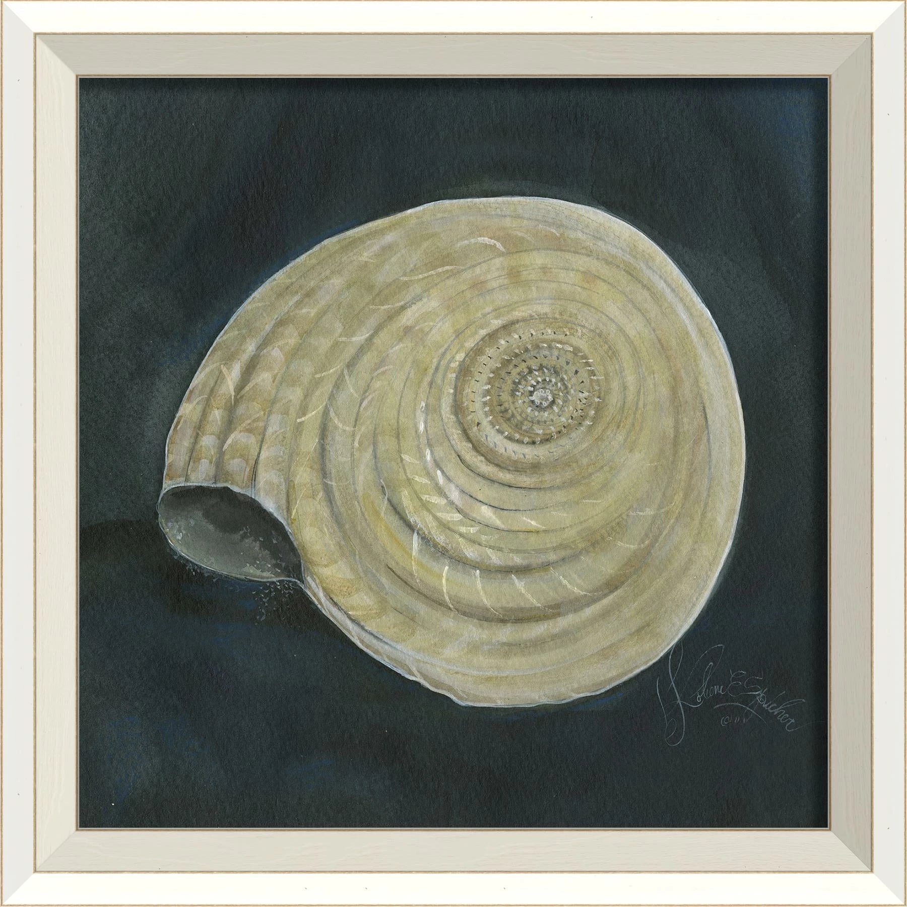 Signed Seashell Art Collelction