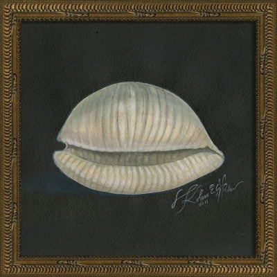 Signed Seashell Art Collelction