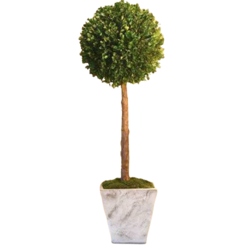 30" LollyPop - Preserved Boxwood - Interior Mojo llc