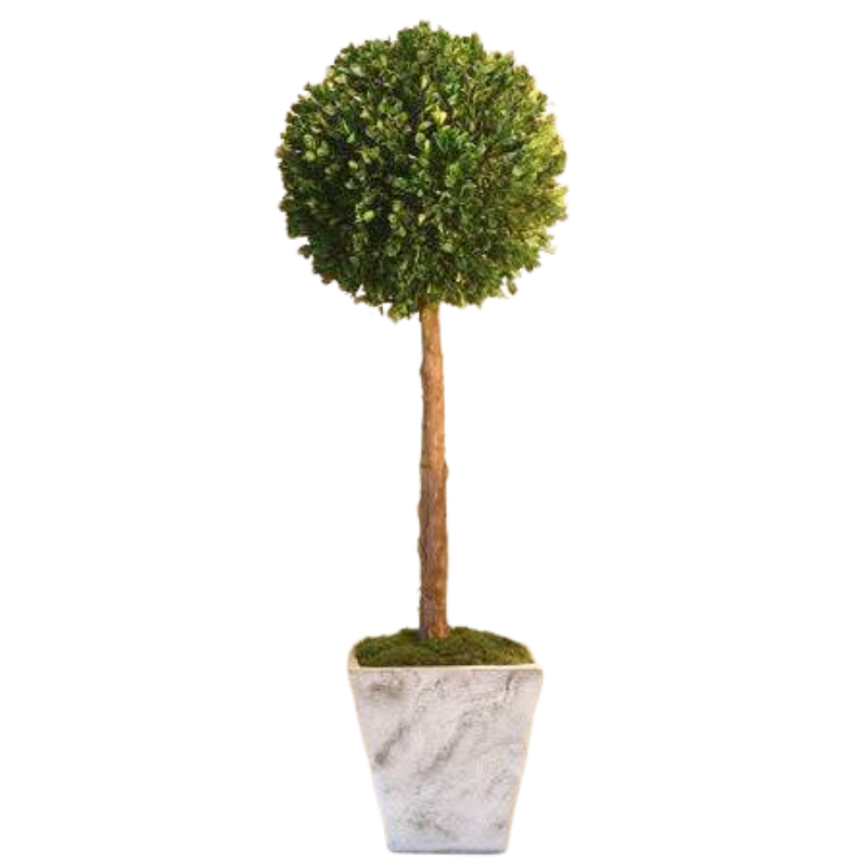 30" LollyPop - Preserved Boxwood - Interior Mojo llc