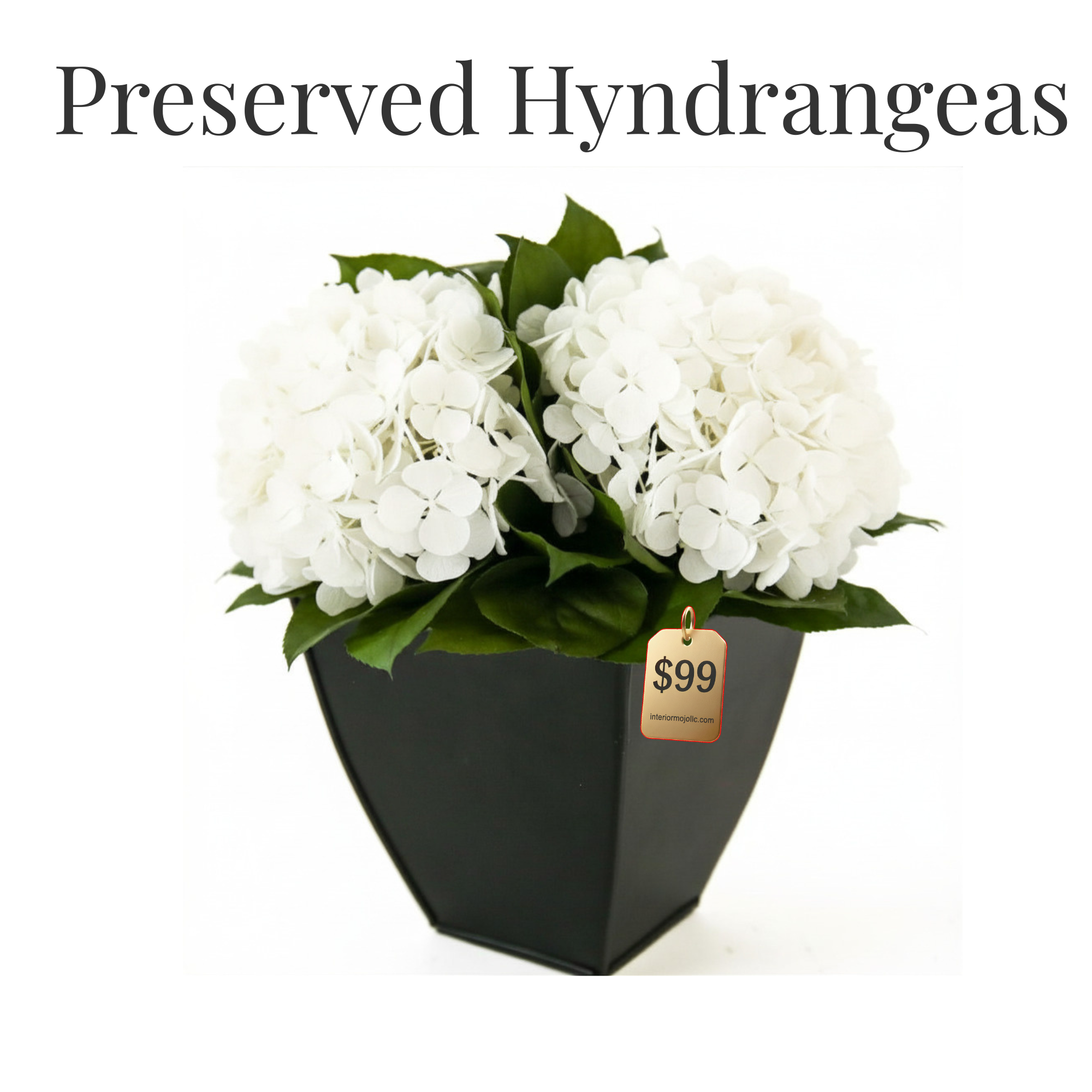 Preserved Hydrangeas in Azar | Black Zinc Planter | Interior Mojo