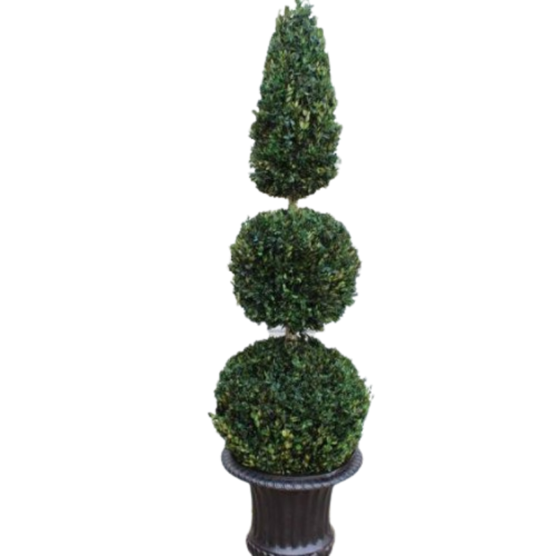 60" Boxwood Double Ball Cone - Preserved Tree - Interior Mojo llc