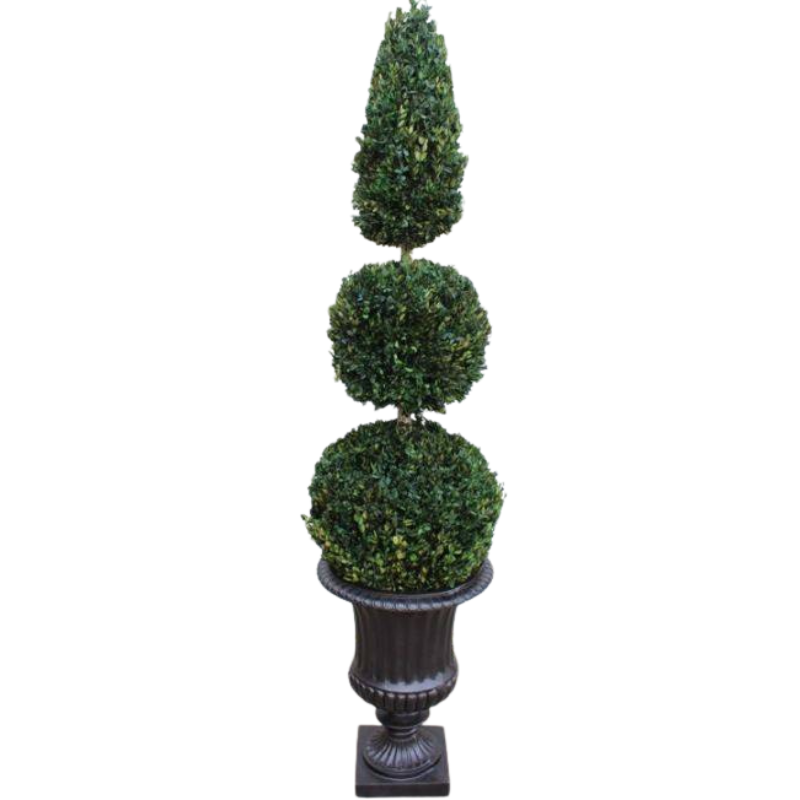 60" Boxwood Double Ball Cone - Preserved Tree - Interior Mojo llc