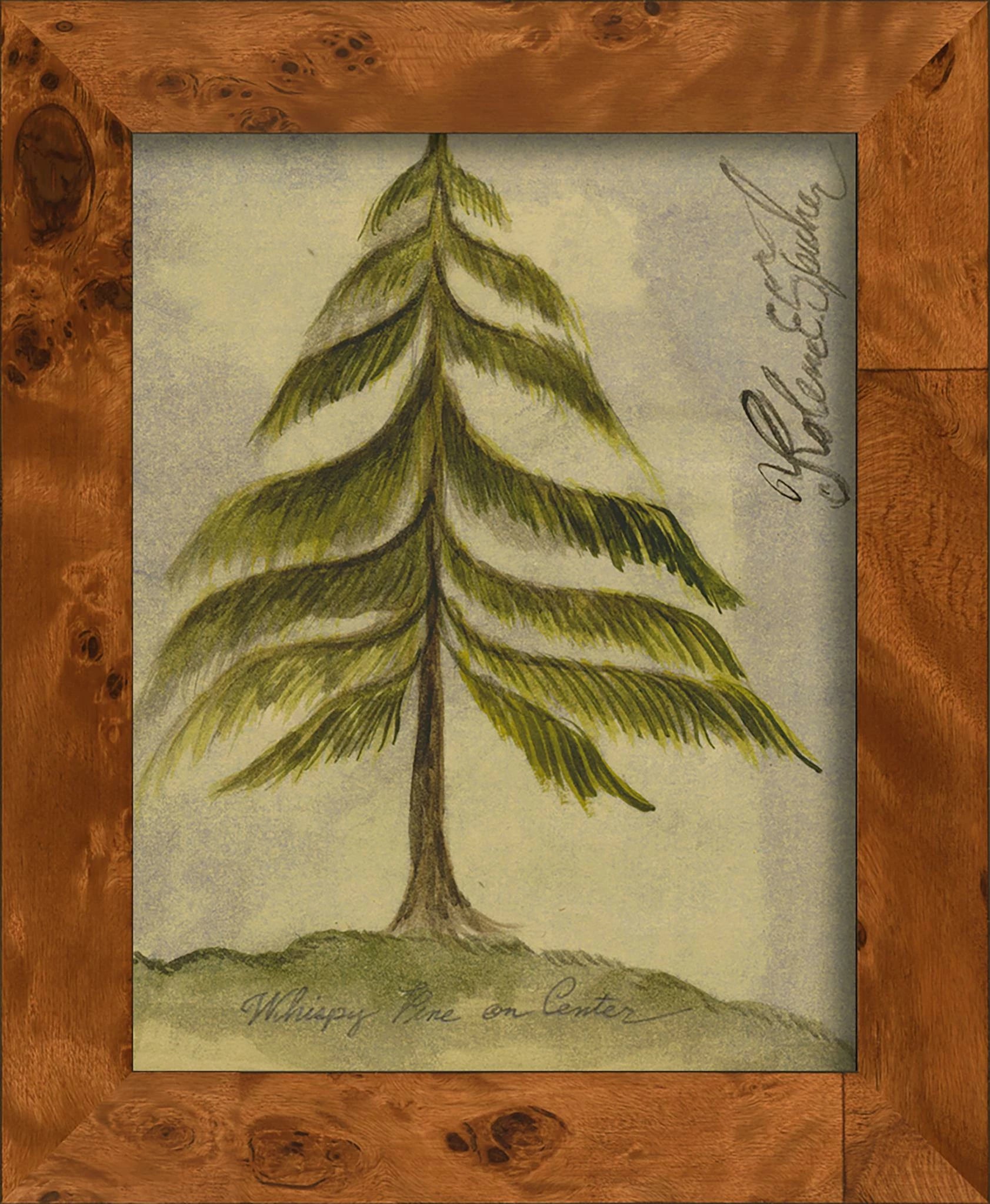 Signed, Tree Species Art Collection