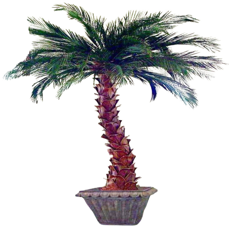 Date Palm - Preserved Palm Tree 6' - 12' - Interior Mojo llc