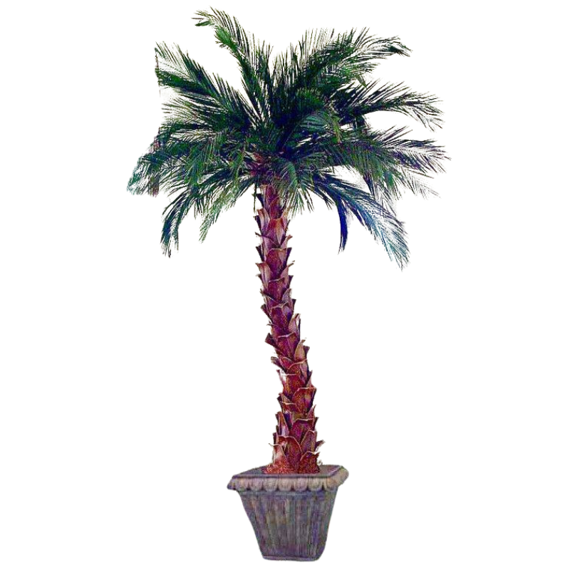 Date Palm - Preserved Palm Tree 6' - 12' - Interior Mojo llc