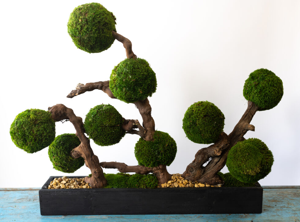 PreservedMoss Ball Bonsai -  Moss and Grapewood