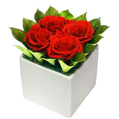Preserved 4 Rose Floral Arrangement - Real Roses That Last 10+ Years | 6 Colors