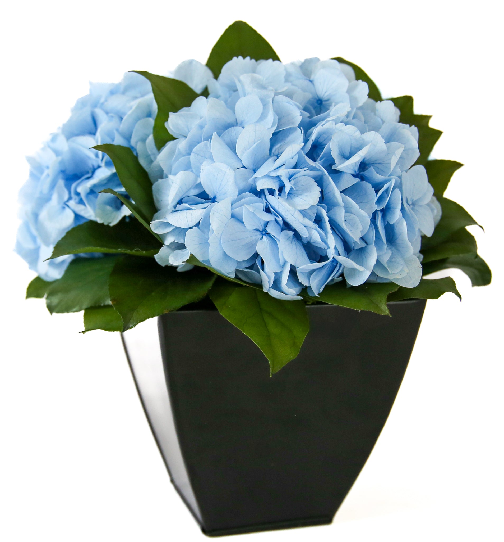 Preserved blue hydrangeas in black zink container — biophilic wellness decor, grown and nurtured in the USA for Interior Mojo