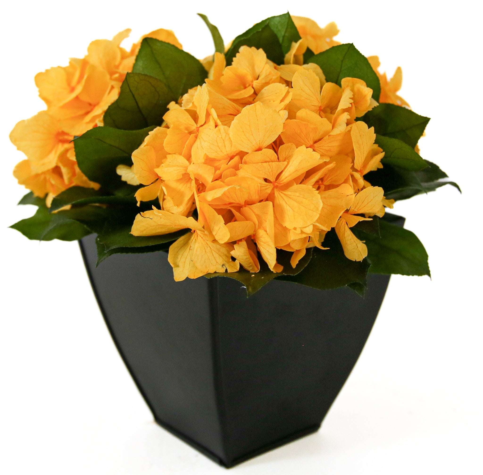 Real Preserved Yellow Hydrangeas in Azar Pot. Last for years with zero maintnance for Interior Mojo