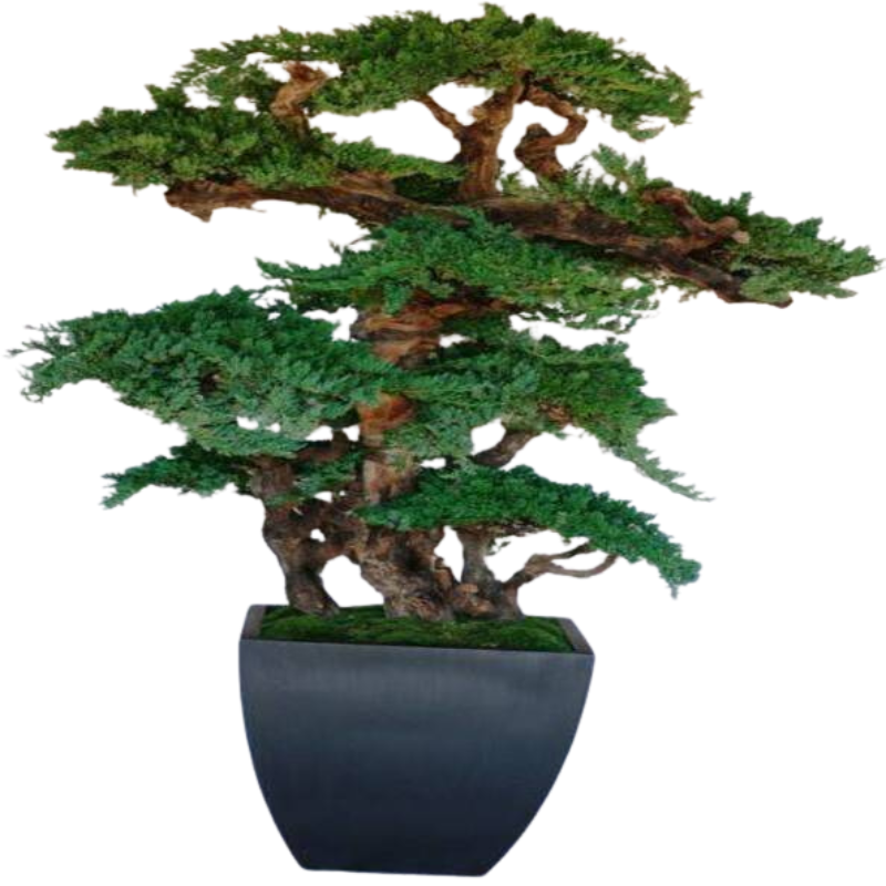 Kage Bonsai - Preserved Bonsai Tree 6 ft. - Interior Mojo llc