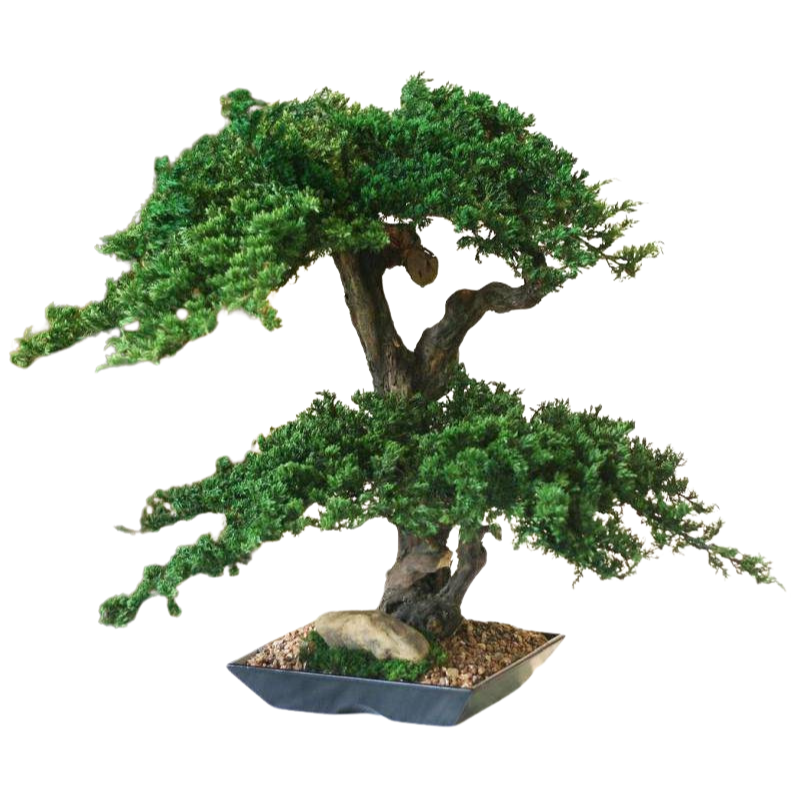 Double Double Monterey Bonsai - Preserved 30-84"