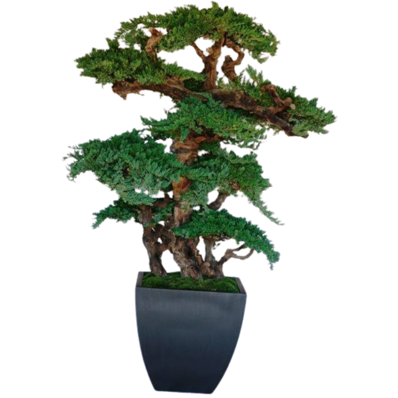 Kage Bonsai - Preserved Bonsai Tree 6 ft. - Interior Mojo llc