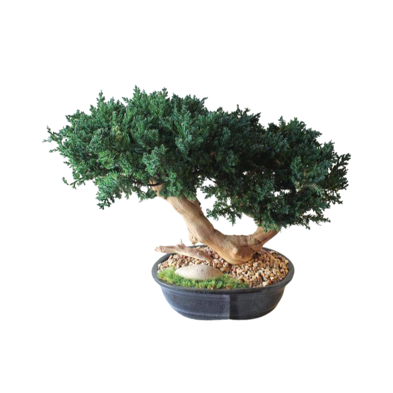 Double Bonsai Sandblasted - Preserved Bonsai in Container - Interior Mojo llc