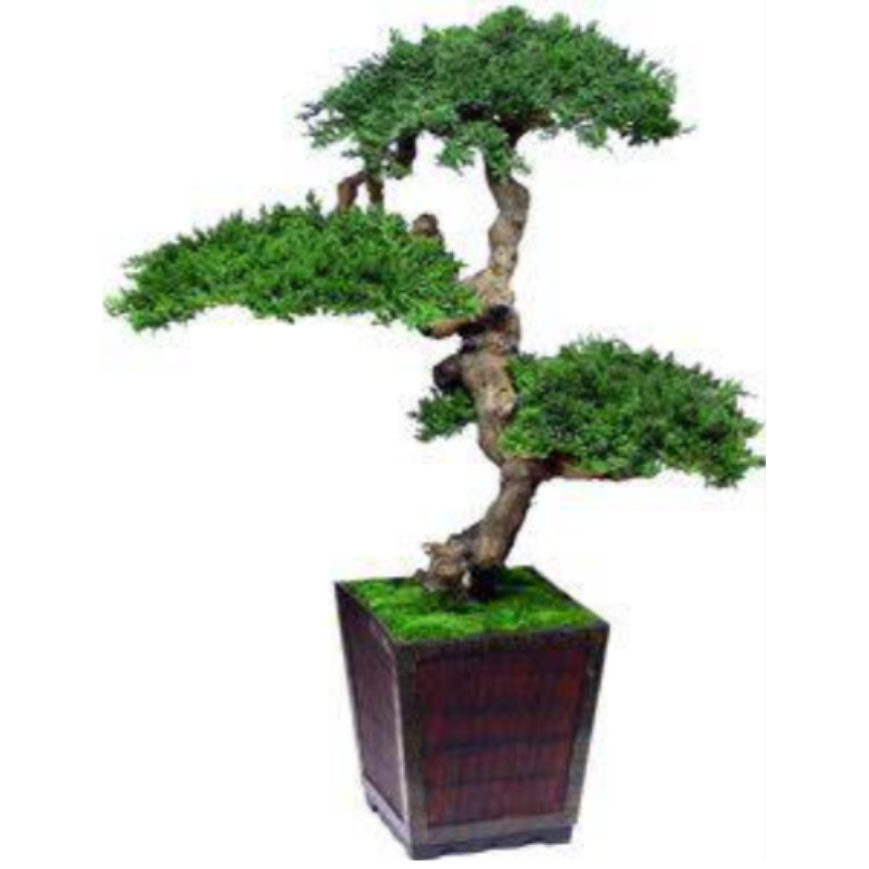 Senshi Bonsai - Preserved Bonsai Tree